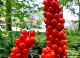 img_7364 — kopiya (4)